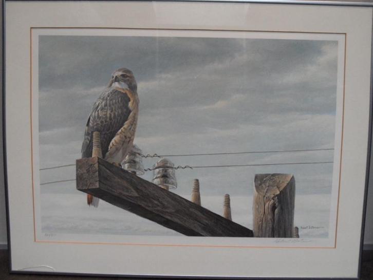 Robert Bateman litho gesigneerd Red tailed hawk, Antiek en Kunst, Kunst | Litho's en Zeefdrukken, Ophalen of Verzenden