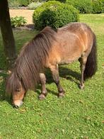Shetlander pony’s, Merrie