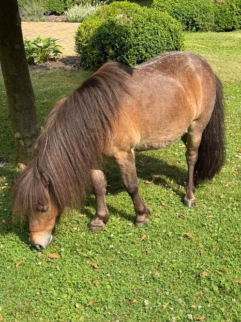 Shetlander pony’s, Dieren en Toebehoren, Pony's, Merrie