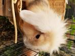 Dwergkonijntjes, Dieren en Toebehoren, Konijnen, Meerdere dieren, Dwerg, Hangoor, 0 tot 2 jaar