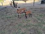 Kameroen schaap, Dieren en Toebehoren, Schapen, Geiten en Varkens, Meerdere dieren, Schaap, 0 tot 2 jaar