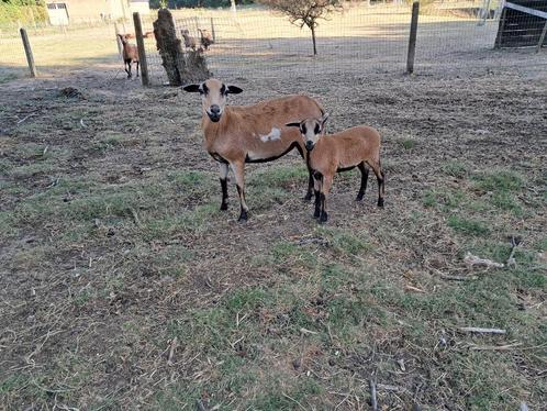 Kameroen schaap, Dieren en Toebehoren, Schapen, Geiten en Varkens, Schaap, Meerdere dieren, 0 tot 2 jaar
