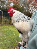 Grote Sundheimer haan regio Blankenberge, Dieren en Toebehoren, Pluimvee