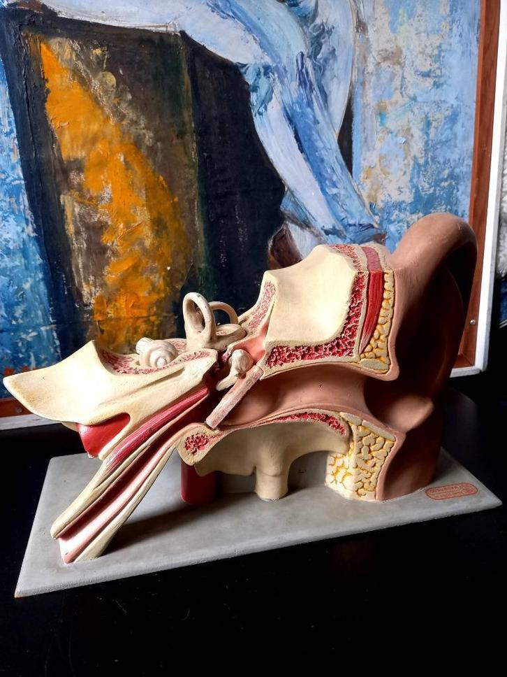 ancien modèle anatomique de l'oreille Somso Vintage, Antiek en Kunst, Curiosa en Brocante, Ophalen of Verzenden
