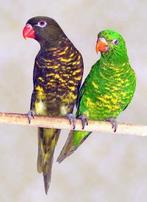 Schubbenlori, Dieren en Toebehoren, Geringd