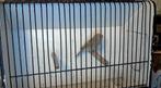 Barmsijs bruin, Dieren en Toebehoren, Vrouwelijk, Wildzangvogel, Geringd