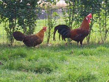 Goudbrakel kriel, Plusieurs animaux, Poule ou poulet