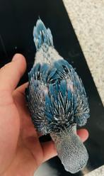 jonge halsbandparkieten violet, Dieren en Toebehoren, Vogels | Parkieten en Papegaaien, Geslacht onbekend, Papegaai, Geringd