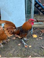 Sebright haantje, Dieren en Toebehoren, Mannelijk, Kip