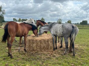 Verschillende Arabische paarden / volbloed te koop disponible aux enchères