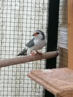 AFRIKAANSE DWERGVALK, KWEEK MAN 2020, Dieren en Toebehoren, Vogels | Overige Vogels, Mannelijk, Roofvogel, Geringd