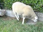 Ooi lammeren, Dieren en Toebehoren, Vrouwelijk, Schaap, 0 tot 2 jaar
