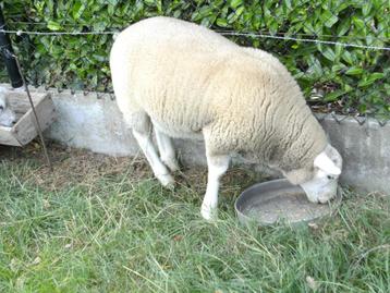 Ooi lammeren, Femelle, Mouton, 0 à 2 ans