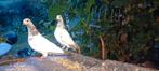 Koppell Pakistan junge duiven  30 €, Dieren en Toebehoren, Vogels | Duiven