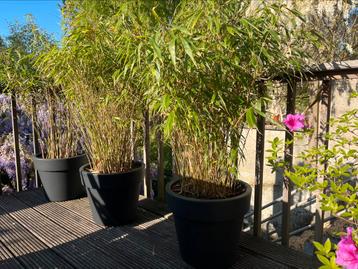 Bambous en pots, Ophalen, Volle zon, Overige soorten, 100 tot 250 cm