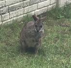 Te koop wallaby parma parmawallaby, Dieren en Toebehoren, Overige Dieren, Februari, Mannelijk