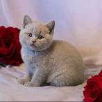 Vrouwelijke Britse korthaar lila, Dieren en Toebehoren, Katten en Kittens | Raskatten | Korthaar, Poes, Gechipt, 0 tot 2 jaar