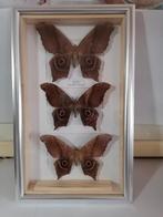 Taxidermy, Verzenden, Nieuw, Insect, Opgezet dier