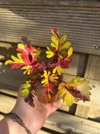 Coleus / siernetel, Tuin en Terras, Ophalen of Verzenden