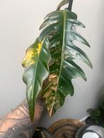 philodendron caramel marble variegated, Enlèvement ou Envoi