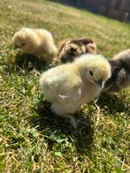 Zijdehoen kuikentjes, Dieren en Toebehoren, Pluimvee, Geslacht onbekend, Kip