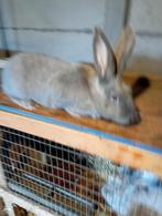 koppel blauw van Sint Niklaas, Dieren en Toebehoren, Konijnen, Meerdere dieren, Middelgroot, 0 tot 2 jaar