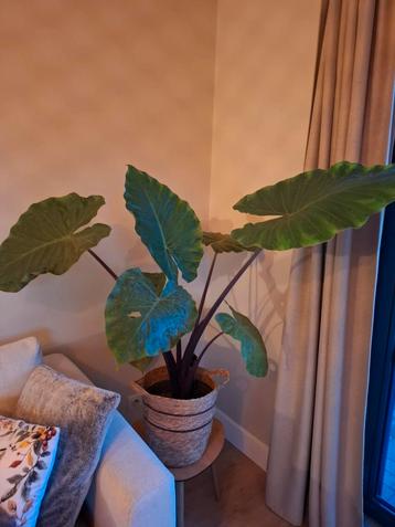 Alocasia kamerplant incl bloempot  beschikbaar voor biedingen