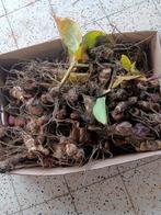 Canna indica wortels rood, Ophalen