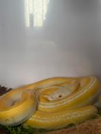Retic, Dieren en Toebehoren, Reptielen en Amfibieën, Slang, 0 tot 2 jaar