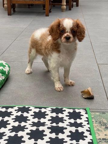 Cavalier King Charles Puppy