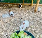 4 cochon d’inde, Ophalen