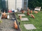 Legkippen te koop, Dieren en Toebehoren, Pluimvee