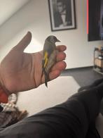 Mêle ii viens d’Algérie, Dieren en Toebehoren, Mannelijk, Dwergpapegaai of Agapornis, Tam