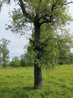Perenboom gratis te vellen in ruil voor het brandhout, Ophalen