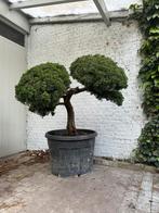 Bonsai, Ophalen