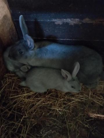 1 nest Blauw van Beveren  beschikbaar voor biedingen
