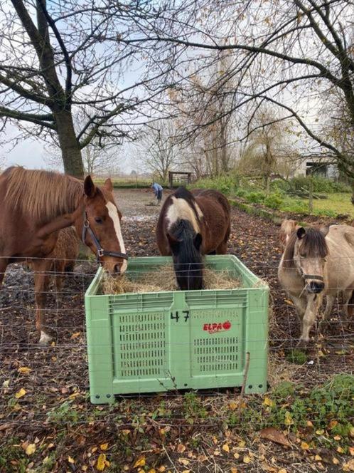 hooibakken, Dieren en Toebehoren, Stalling en Weidegang