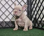 Bouledogue francais, Dieren en Toebehoren, Honden | Bulldogs, Pinschers en Molossers, België, Fokker | Hobbymatig, Reu, CDV (hondenziekte)
