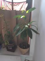 PROMO: jongere avocadobomen voor €15/stuk!, Tuin en Terras, Planten | Tuinplanten, Ophalen, Eenjarig, Fruitplanten, Halfschaduw