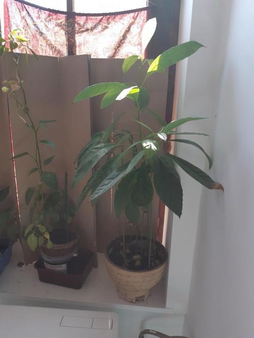 PROMO: jongere avocadobomen voor €10/stuk!, Tuin en Terras, Planten | Tuinplanten, Eenjarig, Fruitplanten, Halfschaduw, Ophalen