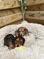 Prachtige langharige dwergteckel pups, Dieren en Toebehoren, Parvo, België, Reu, 8 tot 15 weken