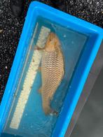 80 cm chagoi koi, Karper of Koi