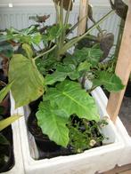 Alocasia 'Low Raider', Ophalen, Overige soorten, Minder dan 100 cm