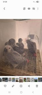 Grijze roodstaart, Dieren en Toebehoren, Geslacht onbekend, Papegaai, Pratend