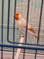 Cherche chardonneret Isabelle pastel mâle, Dieren en Toebehoren, Vogels | Kanaries