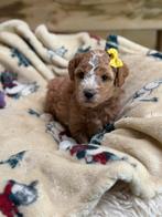 Prachtige mini/medium labradoodle pups, Dieren en Toebehoren, Parvo, België, Overige rassen, 8 tot 15 weken