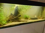 Aquarium 150x50x60, Ophalen, Gebruikt, Leeg aquarium