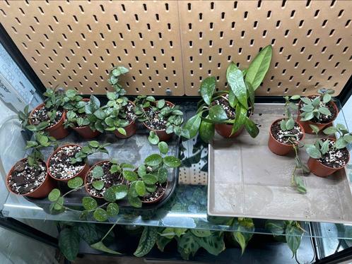 Hoyas 4 soorten, Huis en Inrichting, Kamerplanten, Ophalen of Verzenden