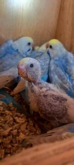 Regenboog grasparkieten, Dieren en Toebehoren, Vogels | Parkieten en Papegaaien, Tam