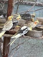 Valkparkieten, Dieren en Toebehoren, Vogels | Parkieten en Papegaaien, Meerdere dieren, Parkiet